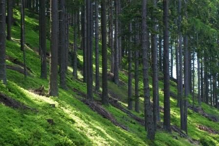 Koroška regija
